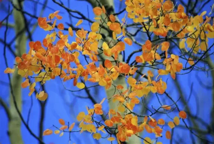 Framed Print : USA, Colorado. Aspen leaves that have taken on an unusual orange color in the fall