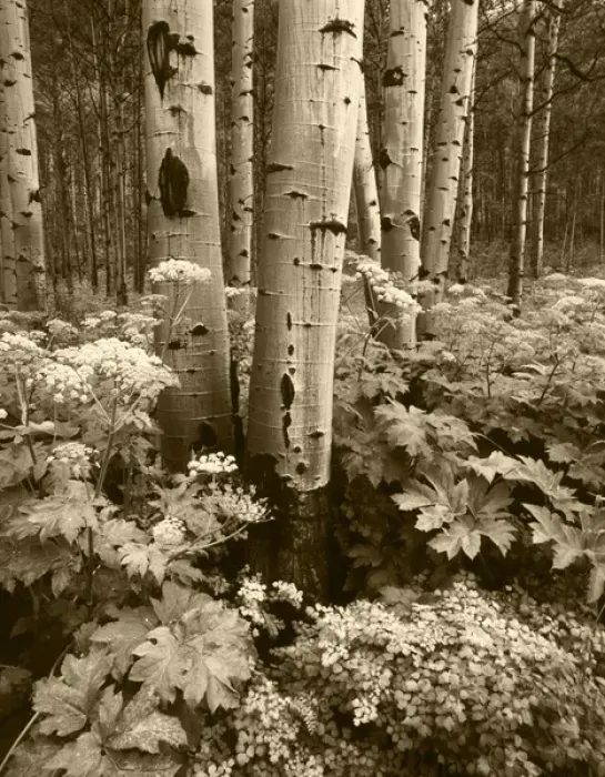 Framed Print : USA, Colorado, Aspen trees (populus tremuloides) and Cow Parsnip (Heracleum lanatum) Framed Print : USA, Colorado, Aspen trees (populus tremuloides) and Cow Parsnip (Heracleum lanatum)