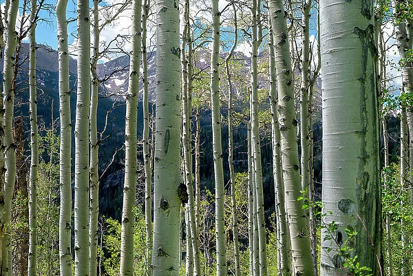 USA, Colorado. Aspen trees in White River National Forest