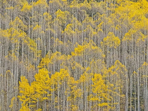USA, Colorado, Aspens on hillside near township of Aspen in fall colors