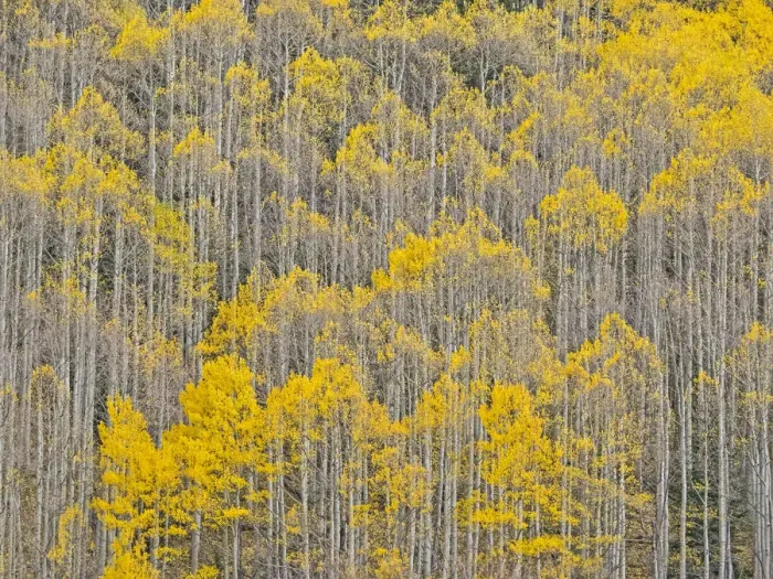 Framed Print : USA, Colorado, Aspens on hillside near township of Aspen in fall colors Framed Print : USA, Colorado, Aspens on hillside near township of Aspen in fall colors