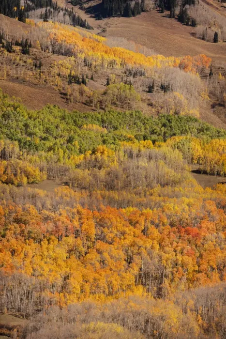 Framed Print : USA, Colorado. Autumn aspen grove in Gunnison National Forest Framed Print : USA, Colorado. Autumn aspen grove in Gunnison National Forest