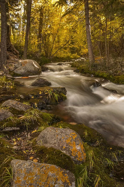 USA, Colorado. Autumn colors on Crestone Creek