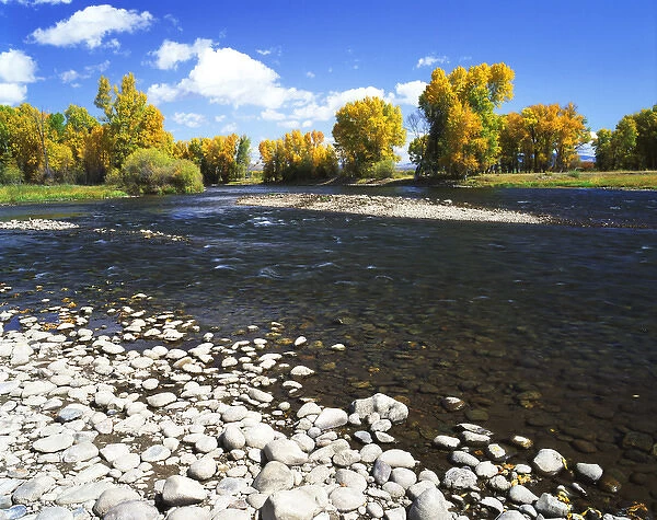 USA, Colorado, Autumn view of cottonwood tree salong Gunnison river