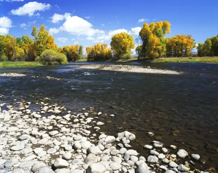 Framed Print : USA, Colorado, Autumn view of cottonwood tree salong Gunnison river Framed Print : USA, Colorado, Autumn view of cottonwood tree salong Gunnison river