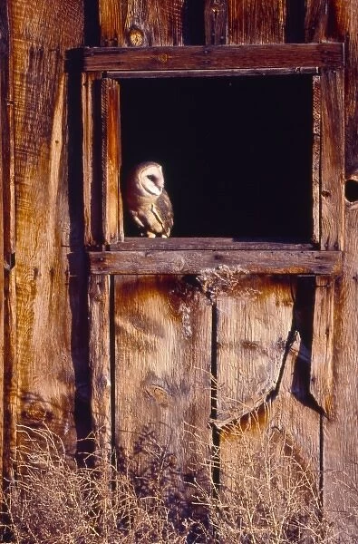 USA, Colorado, Barn Owl (Tyto alba) in barn