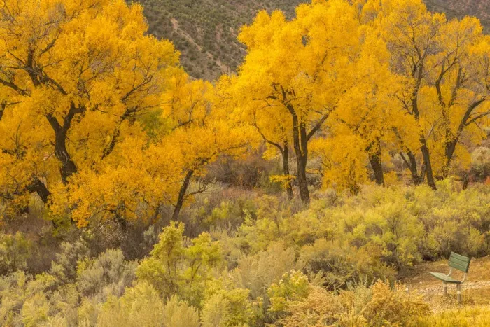 Framed Print : USA, Colorado. Bench and cottonwoods in autumn Framed Print : USA, Colorado. Bench and cottonwoods in autumn