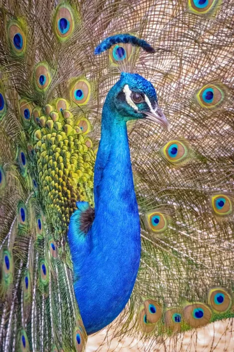 Framed Print : USA, Colorado, Bents Old Fort. Adult male Indian peacock in full display Framed Print : USA, Colorado, Bents Old Fort. Adult male Indian peacock in full display