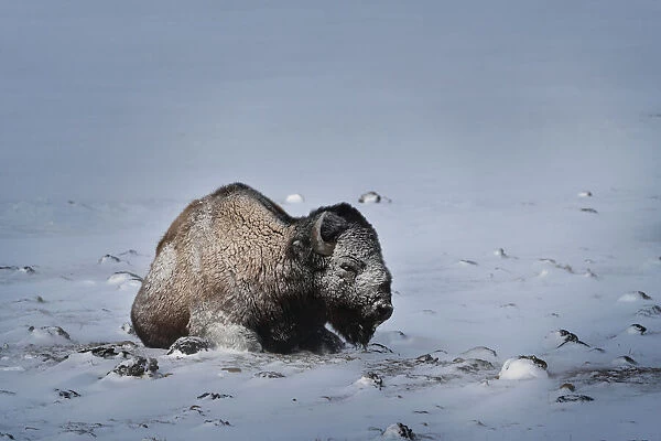 USA, Colorado. Bison lies on snow-covered mountain pasture