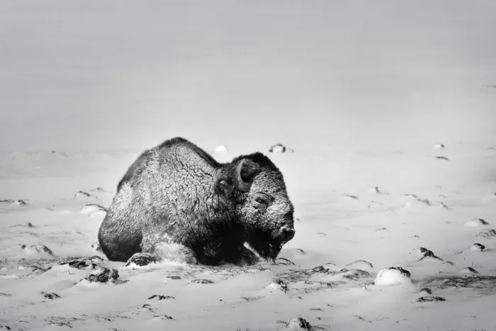 Framed Print : USA, Colorado. Bison lies on snow-covered mountain pasture