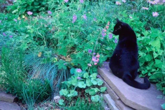 Framed Print : USA, Colorado, Black cat in a garden Framed Print : USA, Colorado, Black cat in a garden