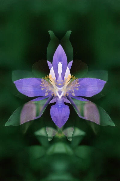 USA, Colorado, Boulder County. Colorado columbine flower montage