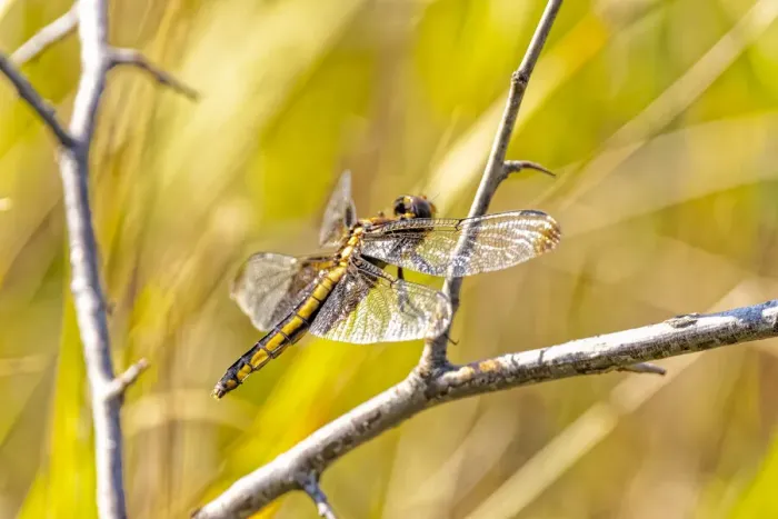 Framed Print : USA, Colorado, Boulder. Dragonfly on stem Framed Print : USA, Colorado, Boulder. Dragonfly on stem