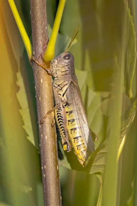 Framed Print : USA, Colorado, Boulder. Large grasshopper on stem Framed Print : USA, Colorado, Boulder. Large grasshopper on stem