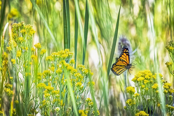 USA, Colorado, Boulder. Monarch butterfly in flight among flowers
