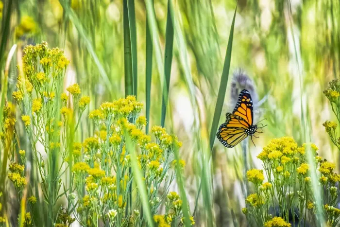 Framed Print : USA, Colorado, Boulder. Monarch butterfly in flight among flowers