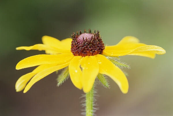 USA, Colorado, Boulder. Sunflower close-up. Credit as: Marie Bush  /  Jaynes Gallery  /  DanitaDelimont