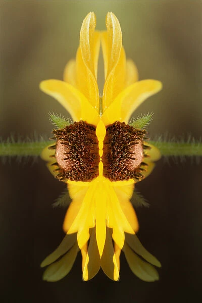 USA, Colorado, Boulder. Sunflower montage. Credit as: Marie Bush  /  Jaynes Gallery  /  DanitaDelimont