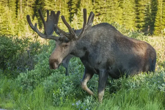 Framed Print : USA, Colorado, Brainard Lake Recreation Area. Bull moose with velvet antlers. Credit as Framed Print : USA, Colorado, Brainard Lake Recreation Area. Bull moose with velvet antlers. Credit as