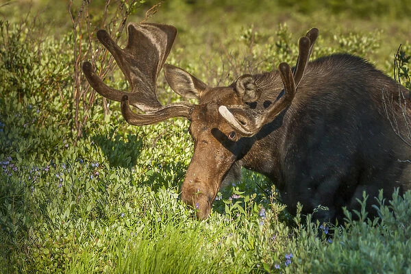 USA, Colorado, Brainard Lake Recreation Area. Bull moose with velvet antlers. Credit as