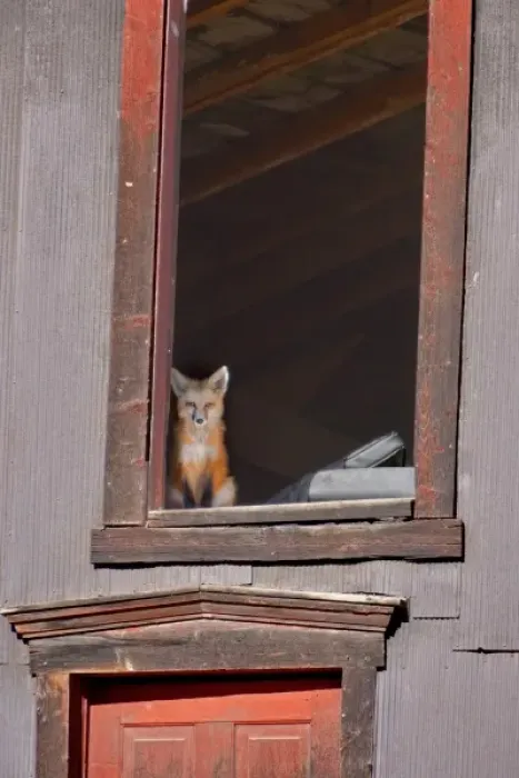 Framed Print : USA, Colorado, Breckenridge. Young fox sitting in window of barn Framed Print : USA, Colorado, Breckenridge. Young fox sitting in window of barn