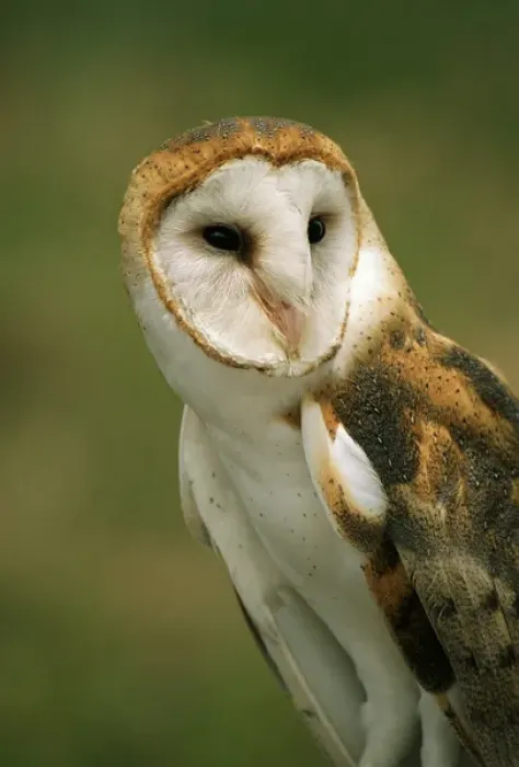Framed Print : USA, Colorado, Broomfield. Barn owl at Birds of Prey Foundation Framed Print : USA, Colorado, Broomfield. Barn owl at Birds of Prey Foundation