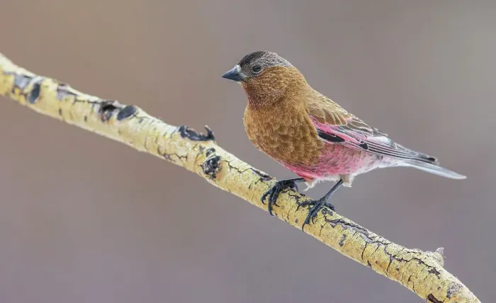 Framed Print : USA, Colorado, brown-capped rosy finch perching on winter aspen branch Framed Print : USA, Colorado, brown-capped rosy finch perching on winter aspen branch