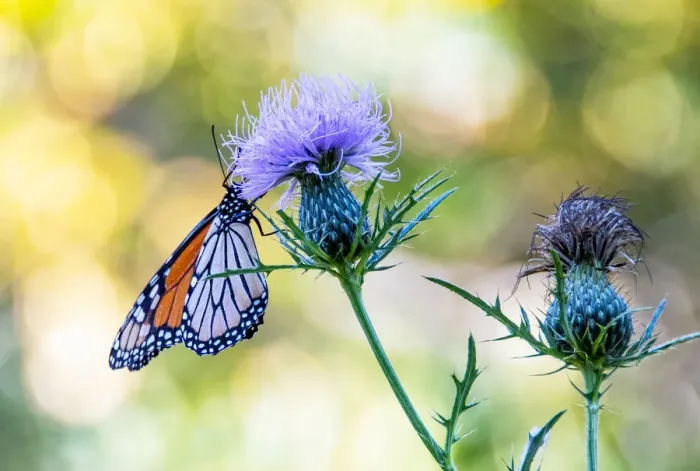 Framed Print : USA, Colorado. Butterfly Framed Print : USA, Colorado. Butterfly