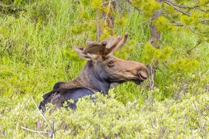Framed Print : USA, Colorado, Cameron Pass. Adult bull moose resting in grass Framed Print : USA, Colorado, Cameron Pass. Adult bull moose resting in grass