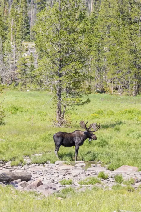 Framed Print : USA, Colorado, Cameron Pass. Bull moose with antlers Framed Print : USA, Colorado, Cameron Pass. Bull moose with antlers