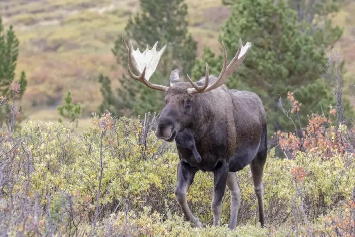 Framed Print : USA, Colorado, Cameron Pass. Bull moose with antlers Framed Print : USA, Colorado, Cameron Pass. Bull moose with antlers