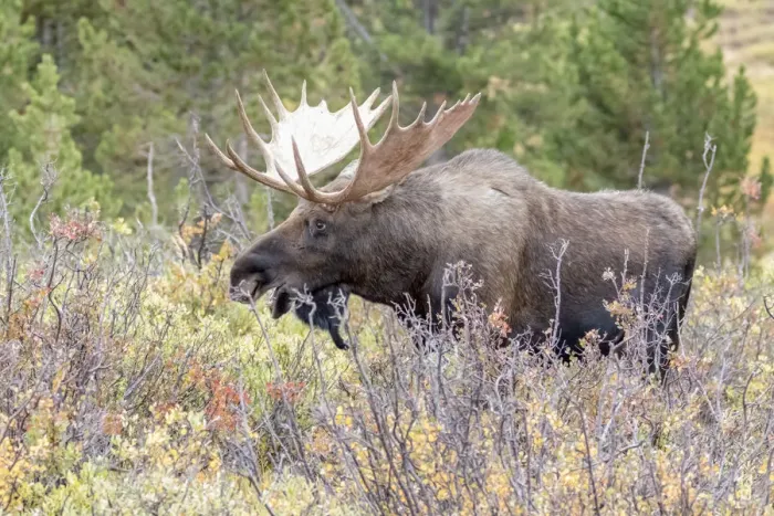 Framed Print : USA, Colorado, Cameron Pass. Bull moose with antlers Framed Print : USA, Colorado, Cameron Pass. Bull moose with antlers