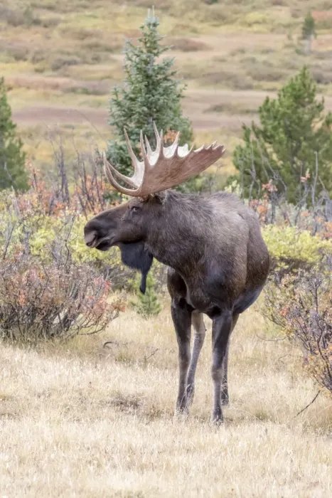 Framed Print : USA, Colorado, Cameron Pass. Bull moose with antlers Framed Print : USA, Colorado, Cameron Pass. Bull moose with antlers
