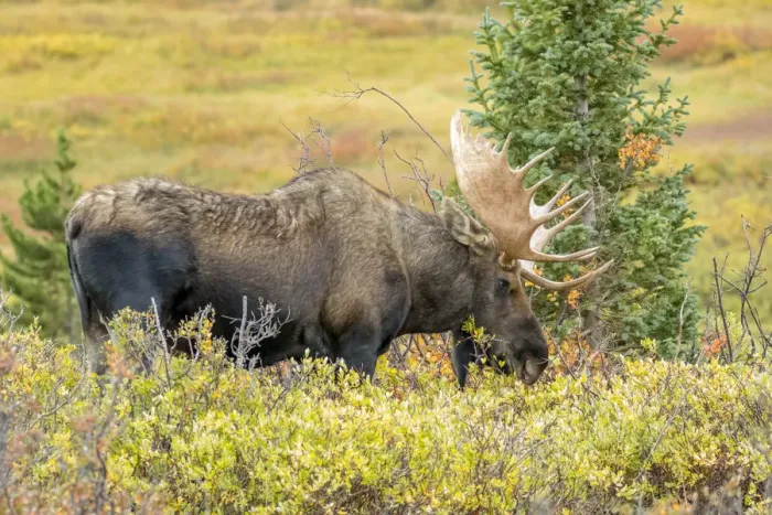 Framed Print : USA, Colorado, Cameron Pass. Bull moose with antlers Framed Print : USA, Colorado, Cameron Pass. Bull moose with antlers