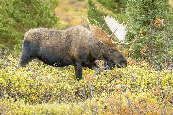 USA, Colorado, Cameron Pass. Bull moose with antlers