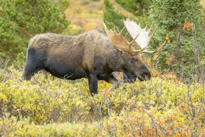 Framed Print : USA, Colorado, Cameron Pass. Bull moose with antlers