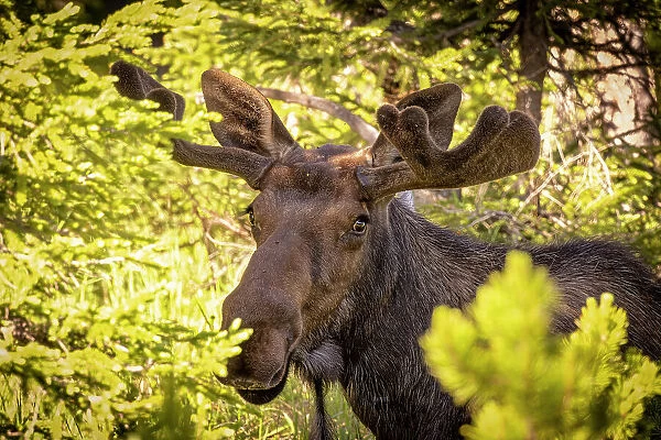 USA, Colorado, Cameron Pass. Bull moose close-up
