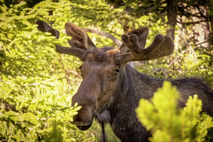 Framed Print : USA, Colorado, Cameron Pass. Bull moose close-up