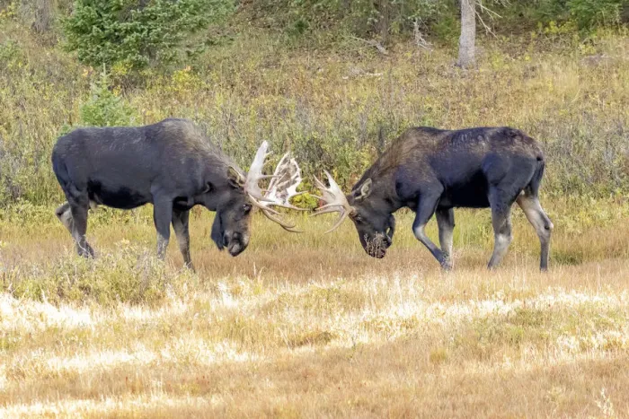 Framed Print : USA, Colorado, Cameron Pass. Two bull moose dueling Framed Print : USA, Colorado, Cameron Pass. Two bull moose dueling