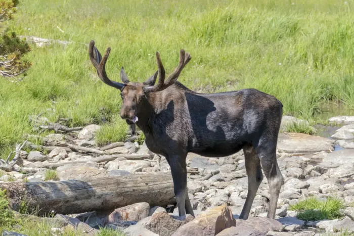 Framed Print : USA, Colorado, Cameron Pass. Bull moose with early antlers Framed Print : USA, Colorado, Cameron Pass. Bull moose with early antlers