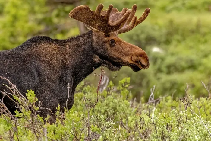 Framed Print : USA, Colorado, Cameron Pass. Close-up of bull moose. ©Fred Lord / Jaynes Gallery / DanitaDelimont.com Framed Print : USA, Colorado, Cameron Pass. Close-up of bull moose. ©Fred Lord / Jaynes Gallery / DanitaDelimont.com