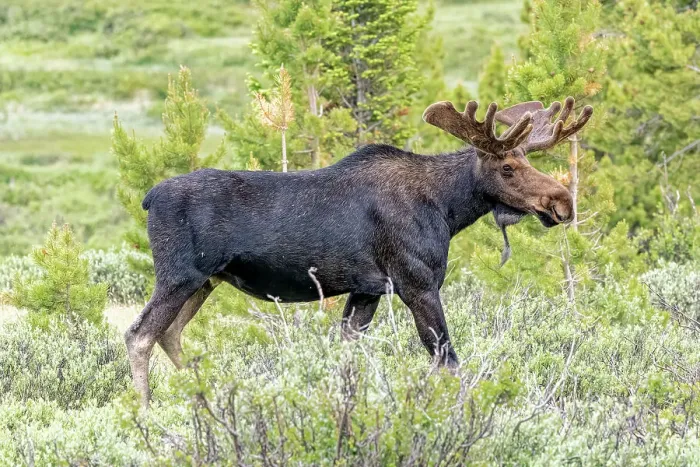 Framed Print : USA, Colorado, Cameron Pass. Close-up of bull moose. ©Fred Lord  /  Jaynes Gallery  /  DanitaDelimont.com