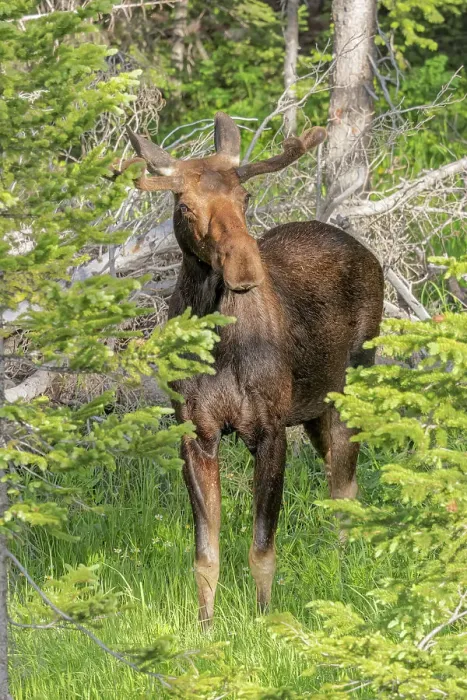 Framed Print : USA, Colorado, Cameron Pass. Close-up of bull moose. ©Fred Lord / Jaynes Gallery / DanitaDelimont.com Framed Print : USA, Colorado, Cameron Pass. Close-up of bull moose. ©Fred Lord / Jaynes Gallery / DanitaDelimont.com