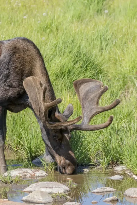 Framed Print : USA, Colorado, Cameron Pass. Drinking bull moose with early antlers Framed Print : USA, Colorado, Cameron Pass. Drinking bull moose with early antlers