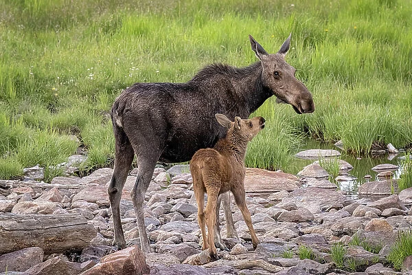 USA, Colorado, Cameron Pass. Female moose with calf