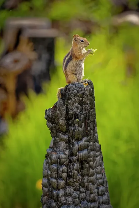 Framed Print : USA, Colorado, Cameron Pass. Golden-mantled ground squirrel eating on burned stump Framed Print : USA, Colorado, Cameron Pass. Golden-mantled ground squirrel eating on burned stump