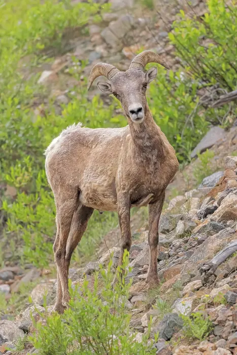 Framed Print : USA, Colorado, Cameron Pass. Male Rocky Mountain bighorn sheep close-up. ©Fred Lord / Jaynes Gallery / DanitaDelimont.com Framed Print : USA, Colorado, Cameron Pass. Male Rocky Mountain bighorn sheep close-up. ©Fred Lord / Jaynes Gallery / DanitaDelimont.com