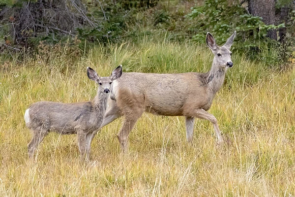 USA, Colorado, Cameron Pass. Mule deer doe with fawn
