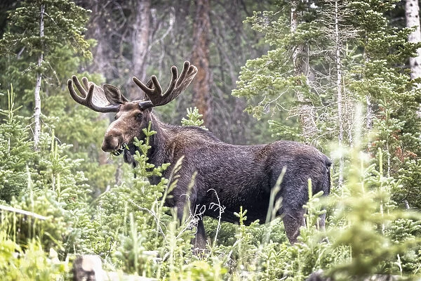 USA, Colorado, Cameron Pass. Shiras male moose grazing in forest