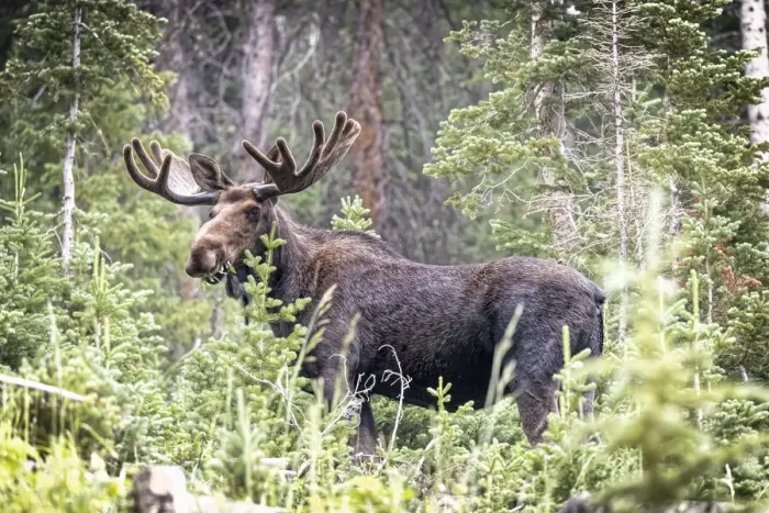 Framed Print : USA, Colorado, Cameron Pass. Shiras male moose grazing in forest Framed Print : USA, Colorado, Cameron Pass. Shiras male moose grazing in forest